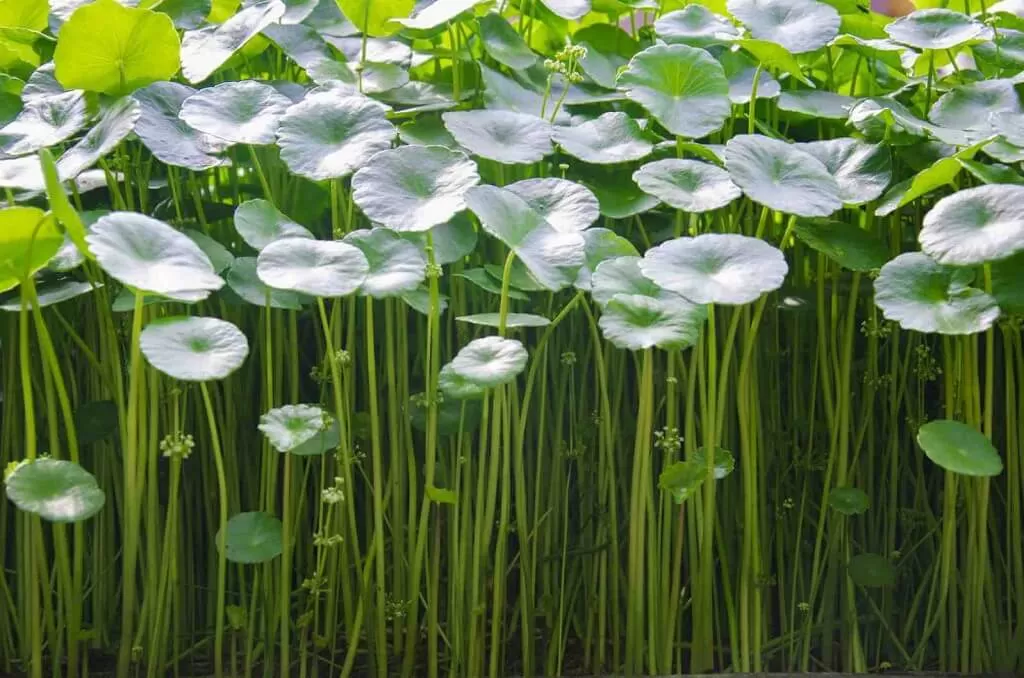Daun Herbal