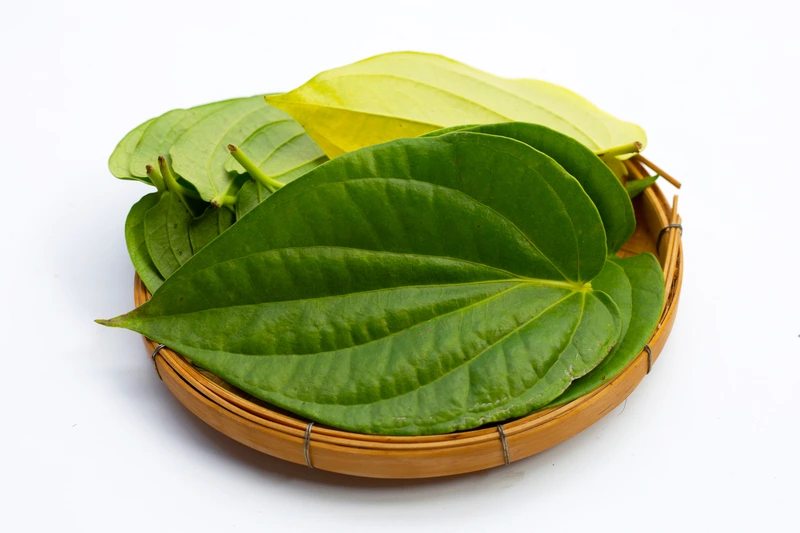 Daun Sirih